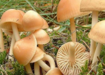 Pilze__Webseite_AjuntamientodeMosqueruela