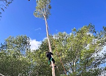 Kiefernbaum_Hochklettern_Sant_Antoni_Ajuntament_de_Pollenca