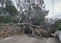 Umgestuerzter_Baum_Palma_Policia_de_Palma