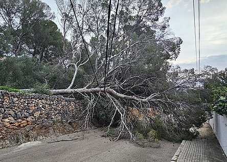 Umgestuerzter_Baum_Palma_Policia_de_Palma