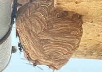 InvasivesWespennest_Caib