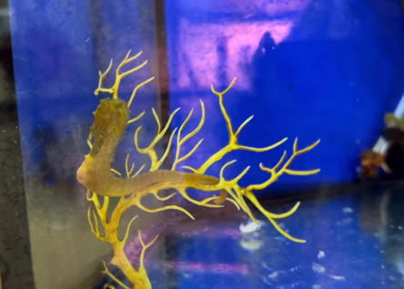 Seepferdchen_PalmaAquariumFundacion_Instagram