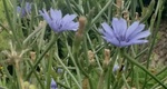Herbalism_Farm
