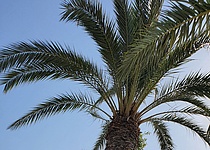 Sonne_Palmen_2