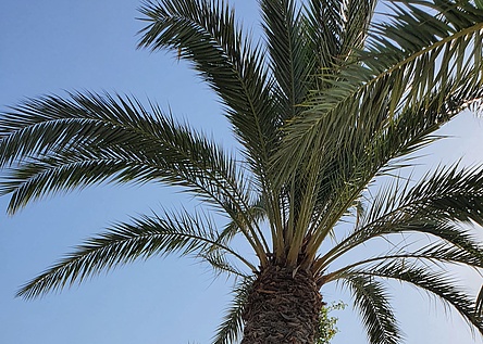 Sonne_Palmen_2