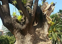 ombubaum_an_palmas_plaza_de_la_reina_in_gefahr