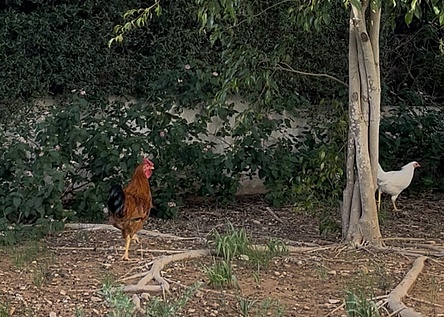 VerwilderteHuehner_Intern_Maresa