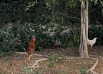 VerwilderteHuehner_Intern_Maresa