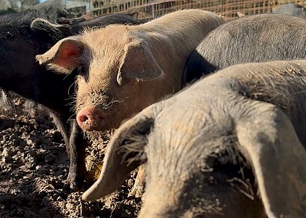 schwein_schweinepest_caib