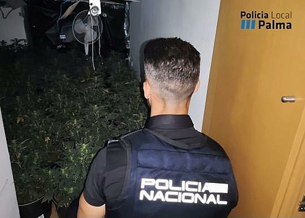 Marihuana_Plantage_Palma_Policia_de_Palma