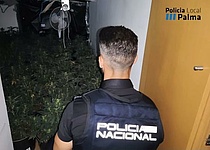 Marihuana_Plantage_Palma_Policia_de_Palma
