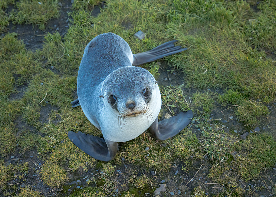 SH_Vega__Grytviken___South_Georgia___Cape_to_Cape___14_03_2023___57