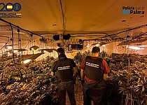 marihuana_la_soledad_policia_nacional