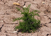 alarmstufe_vorwarnung_wegen_trockenheit_auf_mallorca