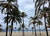 palmen