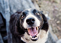 Hund_Pexels_KatSmith