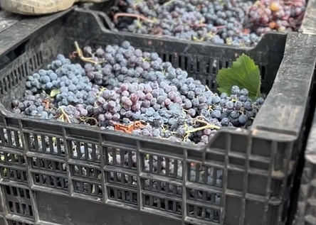 Trauben_Weinlese_intern_Dominik