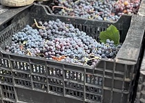 Trauben_Weinlese_intern_Dominik