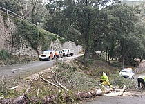 UmgestuerzteBaeumeMallorca_CarreteresdeMallorca_X