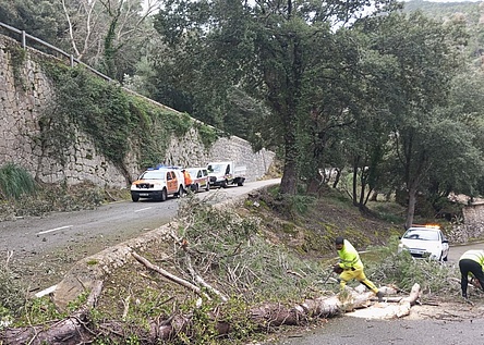 UmgestuerzteBaeumeMallorca_CarreteresdeMallorca_X