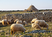 Blauzungenkrankheit_CAIB