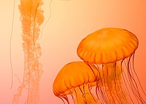 Quallen_Pexels