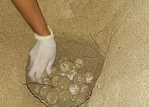 Eier_Meeresschildkroeten_caib