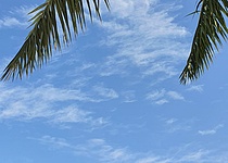 Himmel_Sonne_Palmenblaetter