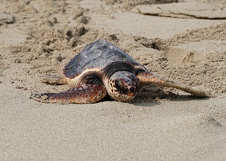 Meeresschildkroete_Caib