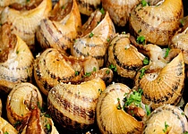 Fira_del_caragol_schnecken_ajuntament_de_palma