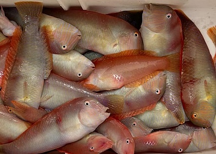 Raor_Schermesserfisch_Caib