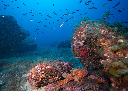 Meer_Fische_caib