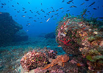 Meer_Fische_caib