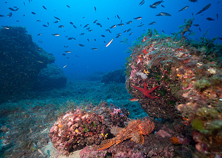 Meer_Fische_caib