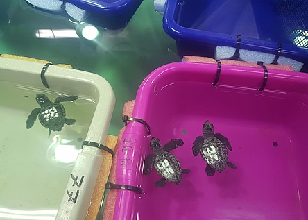 Schildkroeten_Tortugas_Caib2