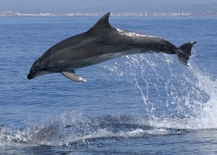 Delfin_Caib
