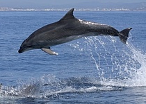Delfin_Caib