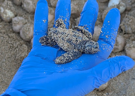 Meeresschildkroete_2_Caib