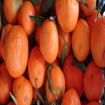 _mallorcas_orangen__und_zitronenbauern_sind_besorgt