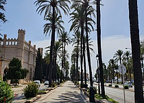 Palmen_Allee_Lonja_Paseo_Maritimo