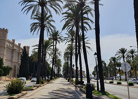 Palmen_Allee_Lonja_Paseo_Maritimo