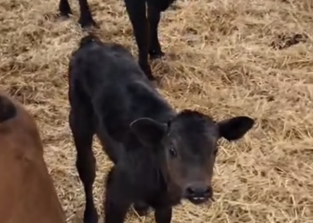 NachwuchsKalbScreenshot_AjuntamentdeCalvia_Instagram