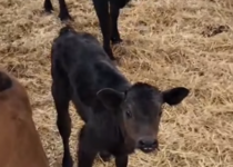 NachwuchsKalbScreenshot_AjuntamentdeCalvia_Instagram