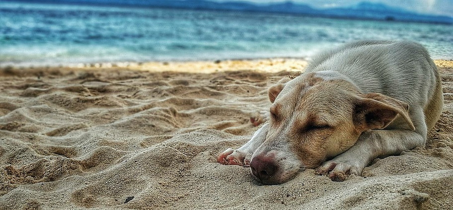 hundestraende_auf_mallorca