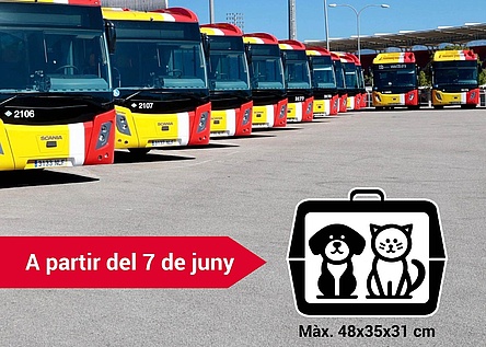 Haustiere_TIB_Busse_Caib