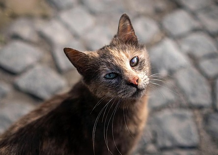 Katze_Strassenkatze_Baldea_Facebook