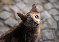 Katze_Strassenkatze_Baldea_Facebook