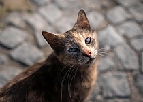 Katze_Strassenkatze_Baldea_Facebook