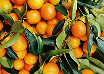 orangen