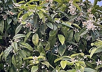 azahar_blueten_orangen_fruehling_Katrin